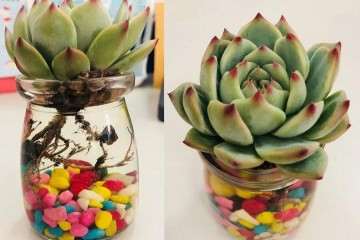 水培多肉植物有什么注意事项 图片
