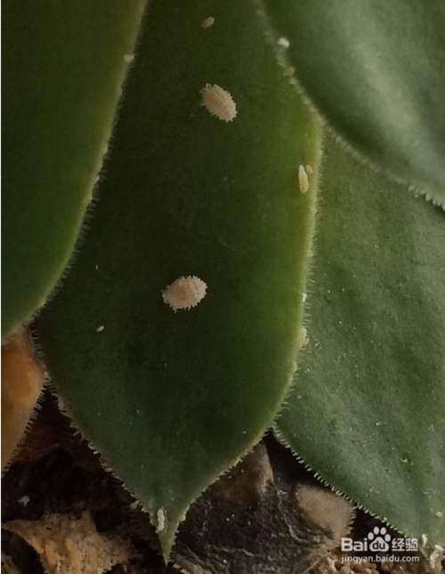 多肉植物有蚜虫 怎么办 图片