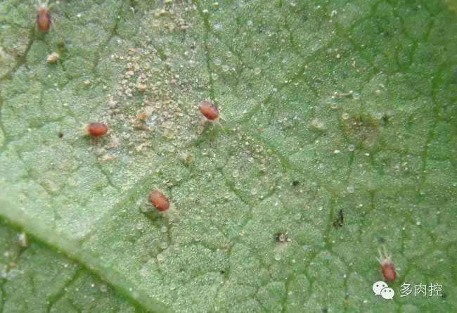多肉身上出现红蜘蛛 怎么办 图片
