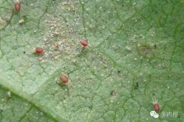 多肉身上出现红蜘蛛 怎么办 图片