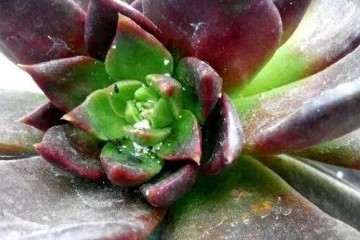 多肉植物的蚧壳虫怎么防治 图片