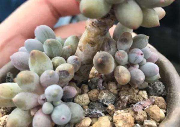 多肉得了黑腐病 还化水 怎么办 图片