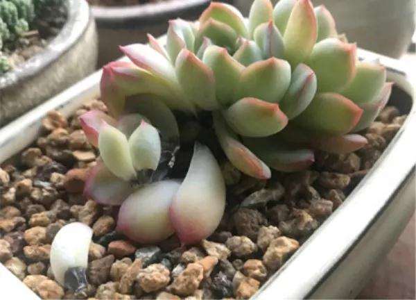 多肉得了黑腐病 还化水 怎么办 图片