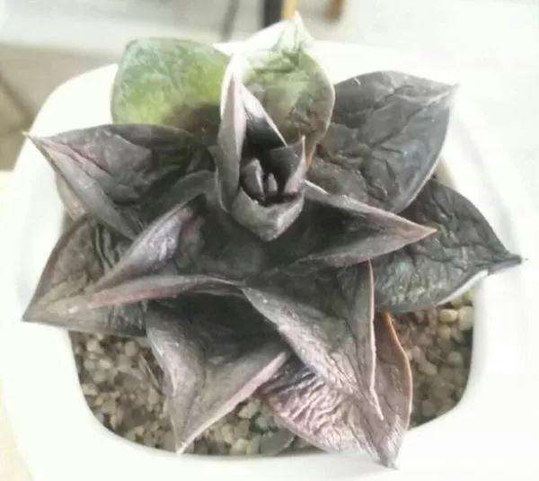 多肉得了黑腐病 还化水 怎么办 图片