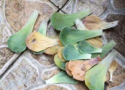 多肉得了黑腐病 还化水 怎么办 图片