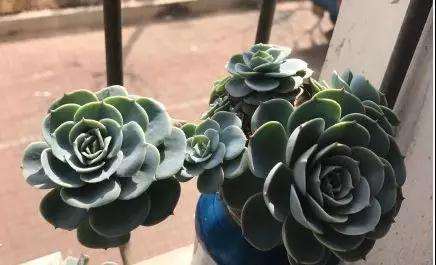 多肉得了黑腐病 还化水 怎么办 图片