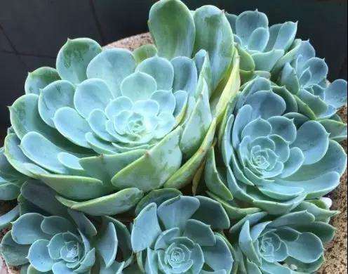 多肉得了黑腐病 还化水 怎么办 图片