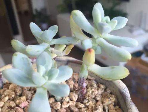 多肉得了黑腐病 还化水 怎么办 图片