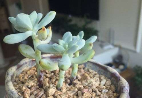 多肉得了黑腐病 还化水 怎么办 图片