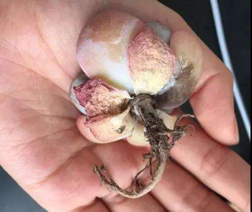 多肉得了黑腐病 还化水 怎么办 图片