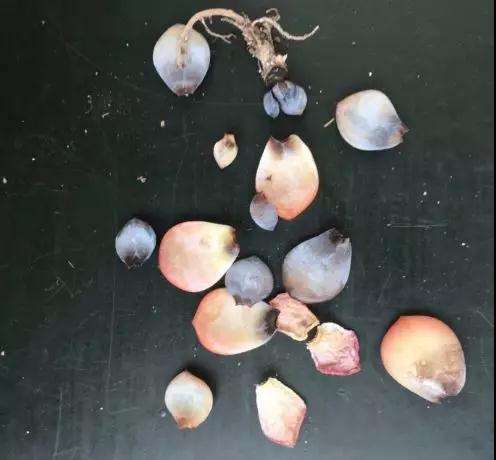 多肉得了黑腐病 还化水 怎么办 图片