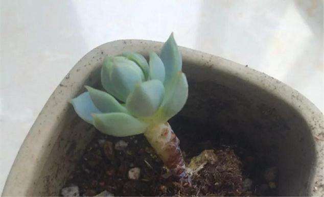 多肉得了黑腐病 还化水 怎么办 图片