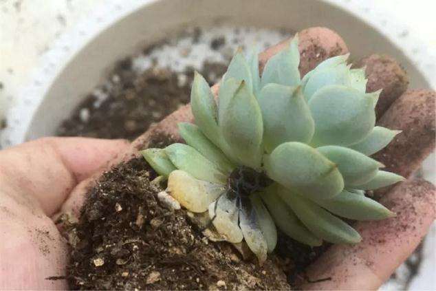 多肉得了黑腐病 还化水 怎么办 图片