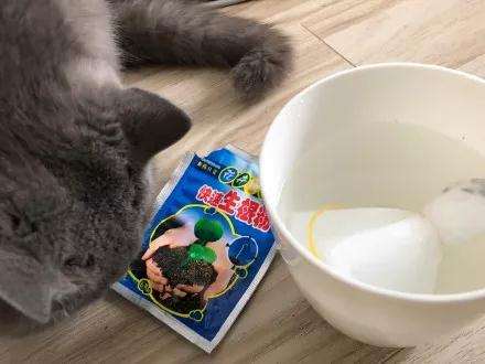 多肉得了黑腐病 还化水 怎么办 图片