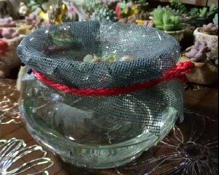 多肉得了黑腐病 还化水 怎么办 图片