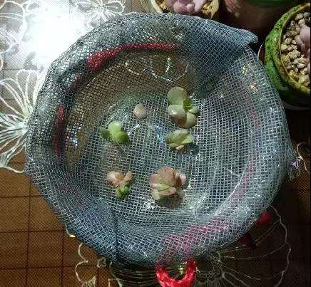 多肉得了黑腐病 还化水 怎么办 图片