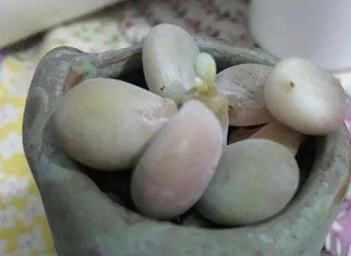 多肉植物化水 是不是浇水过多引起的 图片