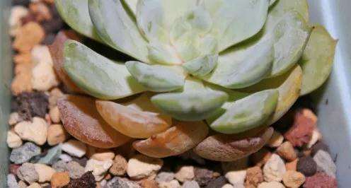 多肉植物化水 是不是浇水过多引起的 图片