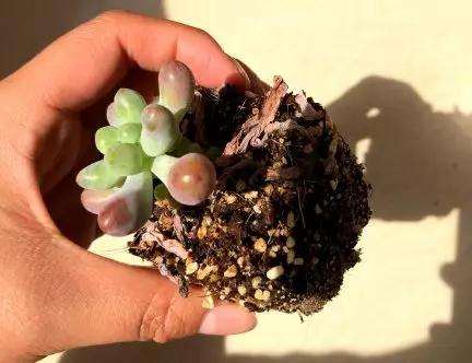 多肉植物化水 是不是浇水过多引起的 图片