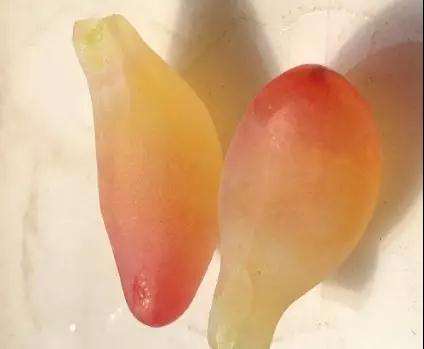 多肉植物化水 是不是浇水过多引起的 图片