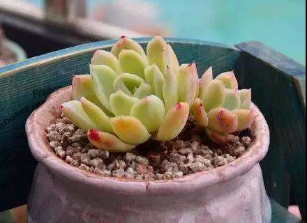 多肉植物化水 是不是浇水过多引起的 图片