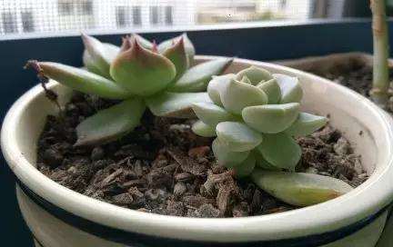 多肉植物化水 是不是浇水过多引起的 图片