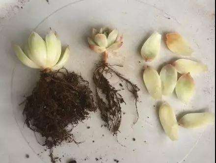 多肉植物化水 是不是浇水过多引起的 图片