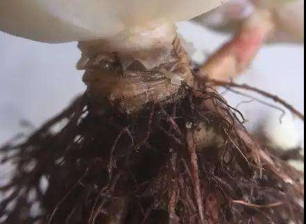 多肉植物化水 是不是浇水过多引起的 图片