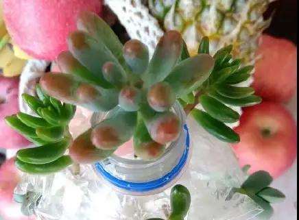 多肉植物化水 是不是浇水过多引起的 图片