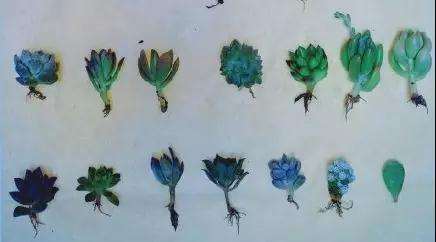 多肉植物化水 是不是浇水过多引起的 图片