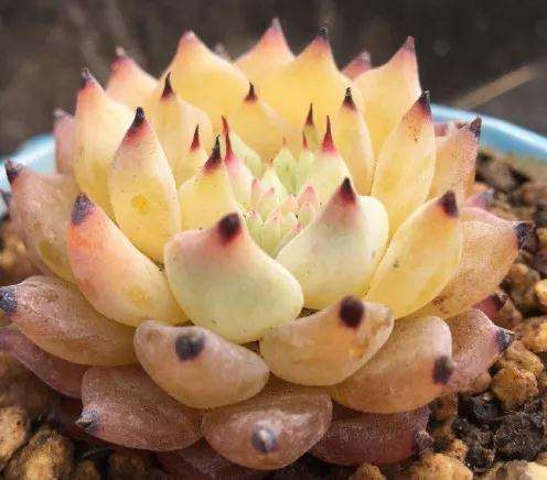 多肉植物化水 是不是浇水过多引起的 图片