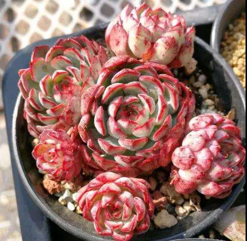 为什么多肉植物要加点缓释肥 图片