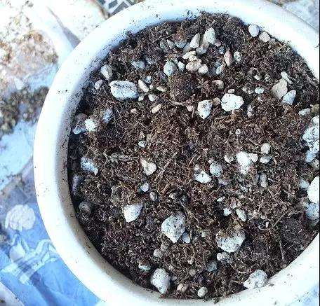 为什么多肉植物要加点缓释肥 图片