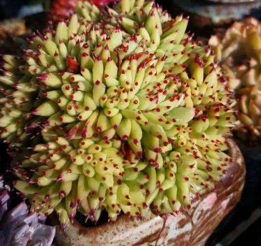 为什么多肉植物要加点缓释肥 图片