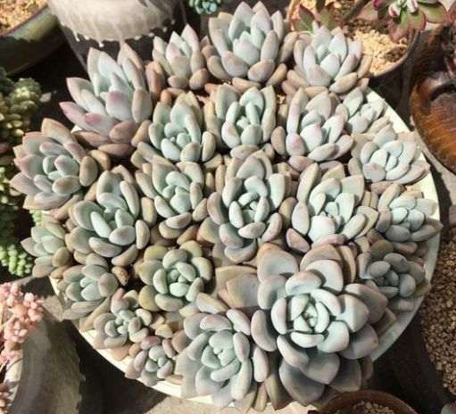 为什么多肉盆里加点蚯蚓粪 叶片肥