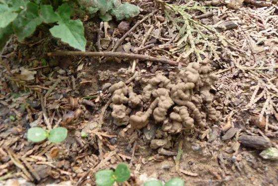 为什么多肉盆里加点蚯蚓粪 叶片肥