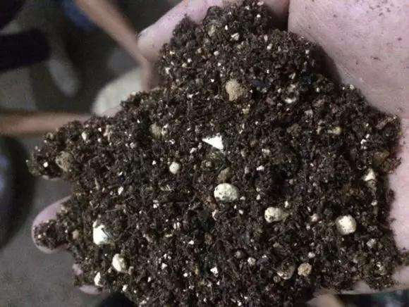 为什么多肉盆里加点蚯蚓粪 叶片肥