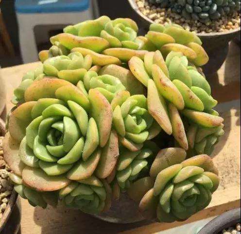 为什么多肉盆里加点蚯蚓粪 叶片肥