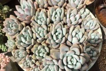 为什么多肉盆里加点蚯蚓粪 叶片肥