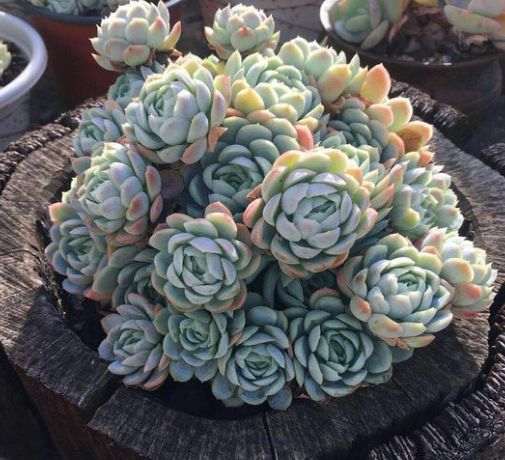 为什么多肉植物盆里 要加点骨头粉 图片