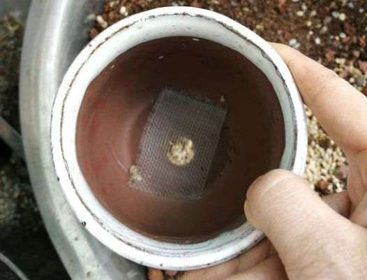 为什么多肉植物盆里加点陶粒 图片