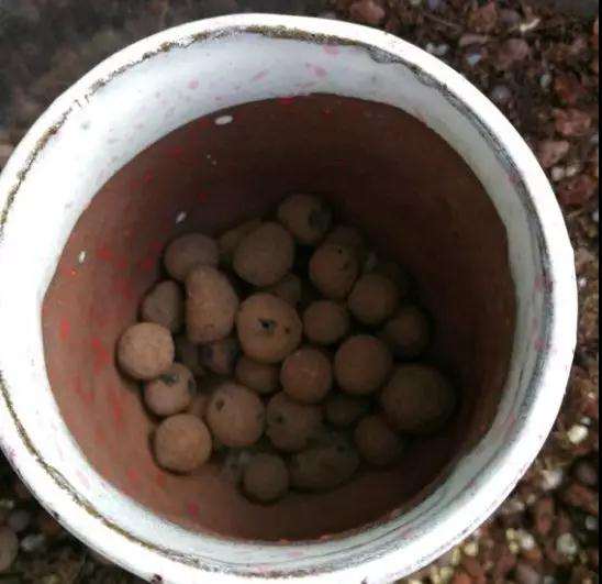 为什么多肉植物盆里加点陶粒 图片