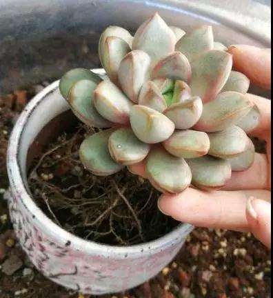 为什么多肉植物盆里加点陶粒 图片