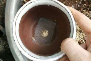 为什么多肉植物盆里加点陶粒 图片