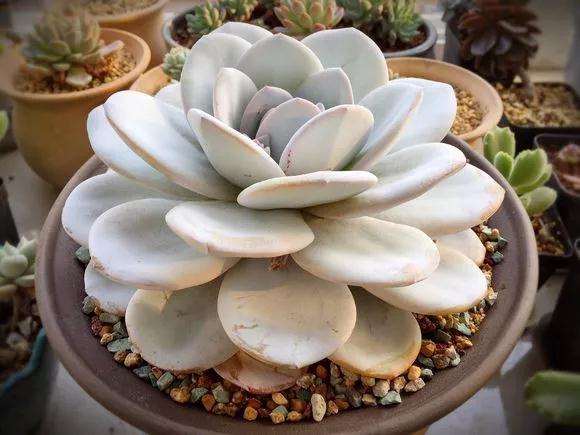 多肉植物怎么控水脱盆的方法 图片