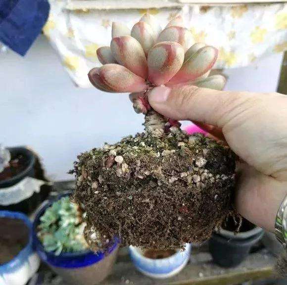 多肉植物怎么控水脱盆的方法 图片