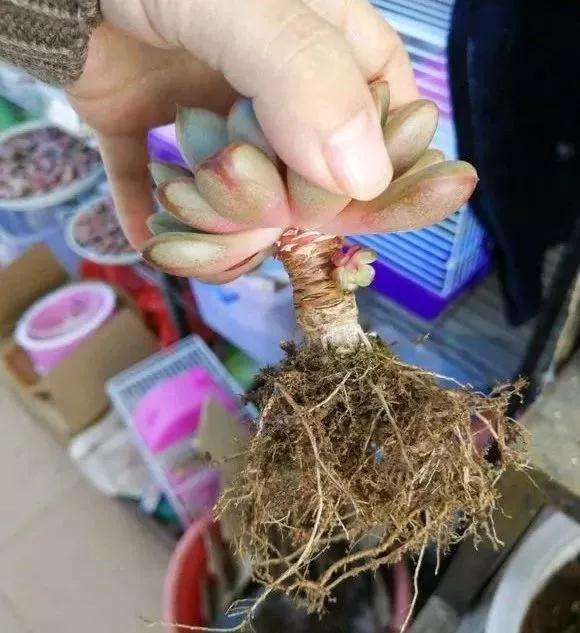 多肉植物怎么控水脱盆的方法 图片