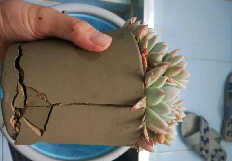 多肉植物怎么控水脱盆的方法 图片