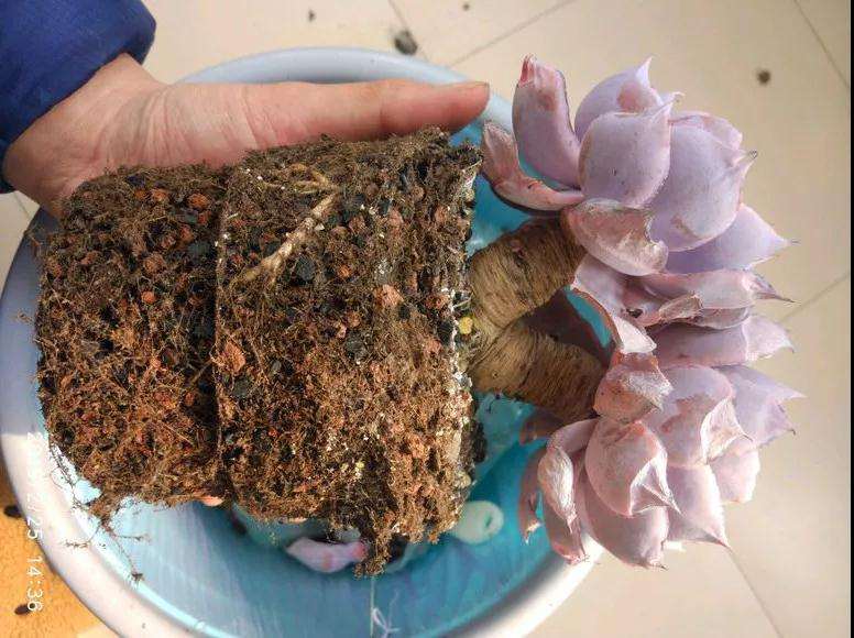 多肉植物怎么控水脱盆的方法 图片