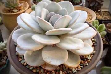 多肉植物怎么控水脱盆的方法 图片